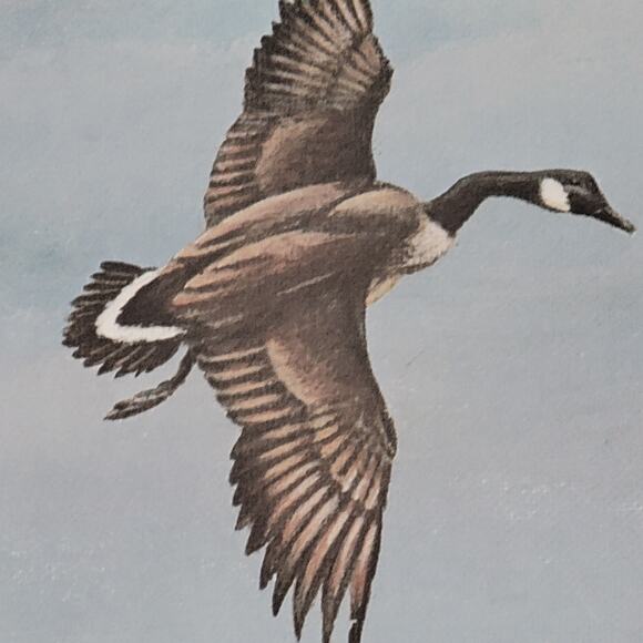 1981 Duck Stamp Press Print Pencil Signed & Numbered By Clark Sullivan 23x18 - Picture 3 of 8